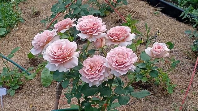 Роза Мокароза (Мokarosa) - восторг в цветах смотреть онлайн