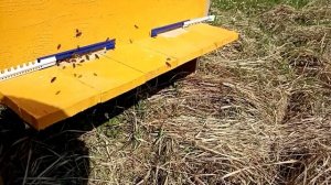 Как сделать бюджетный улей лежак всего за 1500 рублей? и его заселение часть 2