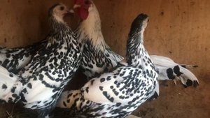 Гамбургские куры