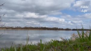 Поход за грибами Синеножки! Отличный улов грибов Ростовская область