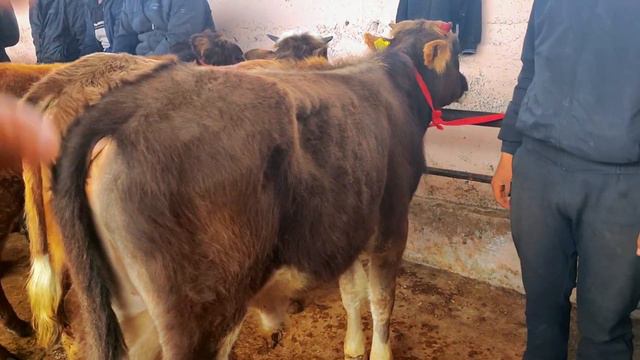 Boqma Buqalar va Ko'chat Novvoslar Narxlari Asaka O'zbekiston Chorva Bozori 21-mart, 2024