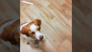 Дрессировка апортировки, команды_ возьми держи дай.mp4