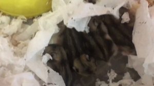 Колыбельная для хомячков
