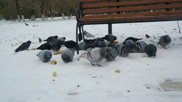 "Жол болсын" бағдарламасы, Павлодар қаласына саяхат. Я приехал в Павлодар!!! смотреть онлайн
