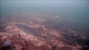 Ленивая щука. Подводная видеокамера для рыбалки focus fish