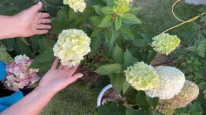 Обзор сортов Bonfire (Бонфайер), Pixio (Пиксио), Coctail (Коктейль)