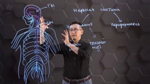 Строение центральной нервной системы. 10 класс.