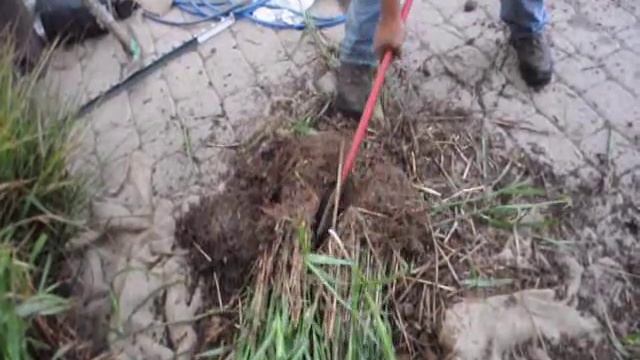 How to Divide Large Ornamental Grasses смотреть онлайн