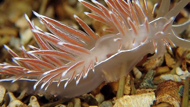 CORYPHELLA / FJORDIA LINEATA (Lovén, 1846) / A simple moment in the life of a sea slug смотреть онлайн