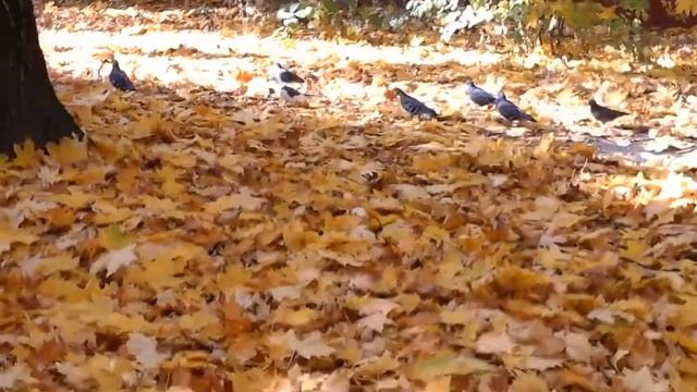 Осенний ковер из листьев смотреть онлайн