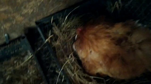 КУРОЧКИ НАСЕДКИ И МАМОЧКИ НА СЕЛЬСКОМ ДВОРИКЕ смотреть онлайн