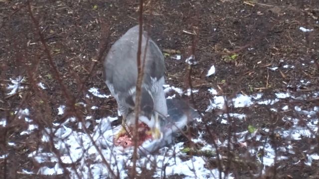 Городской ястреб питается голубем смотреть онлайн
