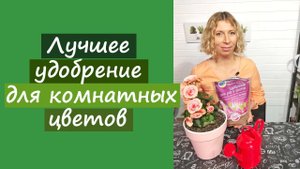 Лучшее удобрение для комнатных цветов
