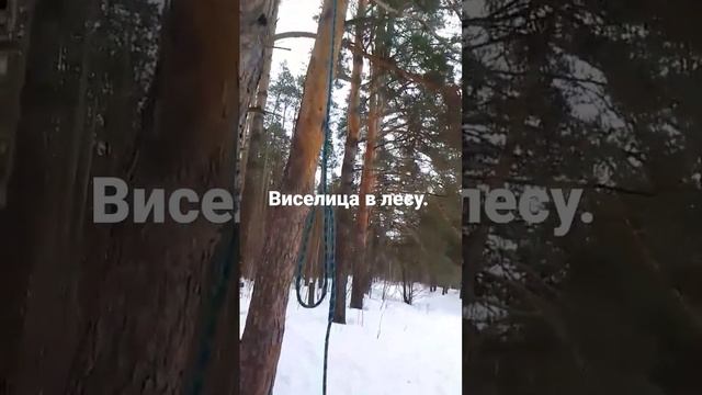 Виселица в лесу.Не только в Японии есть лес самоубийц.