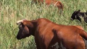 Коровы гуляют , звуки коровы, природа