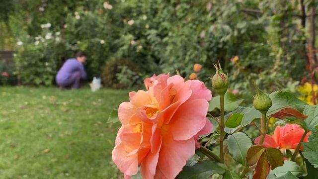 ЭТУ ПОДКОРМКУ делаю обязательно. ЦВЕТУЩИЙ САД в начале октября. ЗЛАКИ в саду. СО МНОЙ НА КУХНЕ. смотреть онлайн