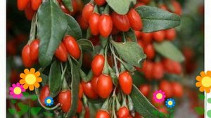 Годжи обыкновенная Big Lifeberry. Краткий обзор, описание характеристик, где купить саженцы
