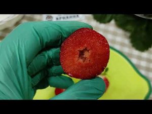 Арианна. Ранний сорт КСД с отличным вкусом