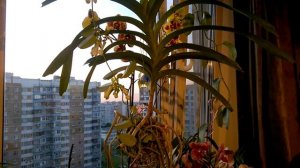 ВАНДА_ Уход