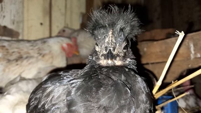 Все куры спят молодке снова расклевали хвост нового петуха зовут...