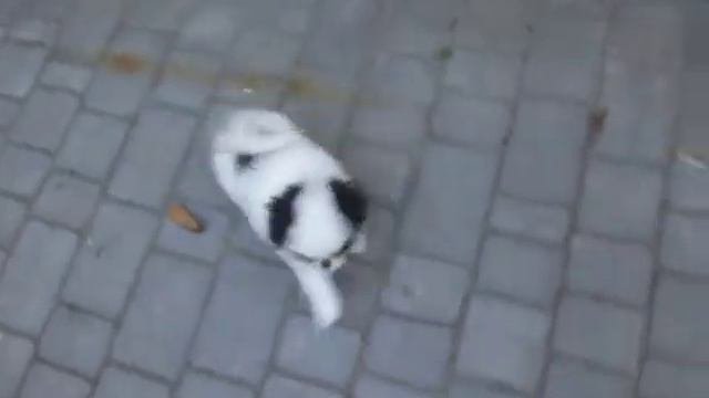 Японский хин