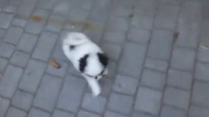 Японский хин