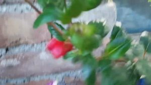 Фуксия красотка моей коллекции!