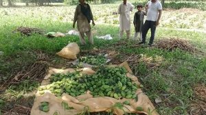 Most Beautiful Village Nainwal Punjab Pakistan || Village Life & Mud Houses of Rural Punjab
