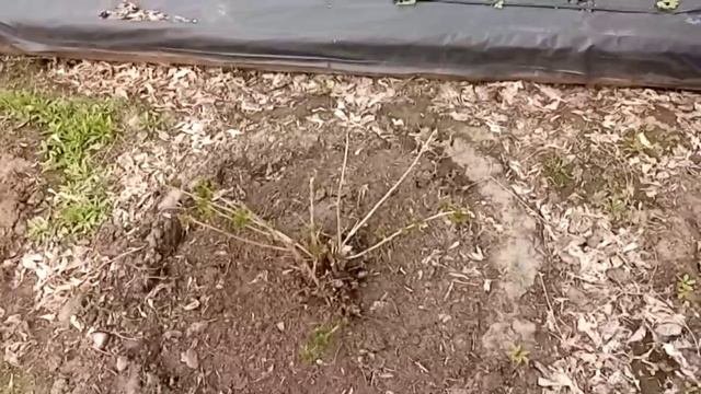 Ой!Весна,весна пришла.Красавица весна.