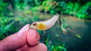 ЭТА приманка ПРИГЛЯНУЛАСЬ ГОЛАВЛЮ / РЫБАЛКА после ДОЖДЯ на МИКРО РЕЧКЕ /  КАМБЭК В ЛЕТО №2