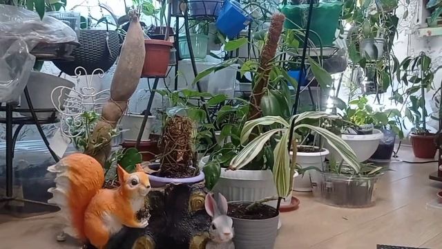 #цветы #обзор #домашние_цветы смотреть онлайн