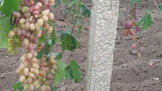 Сорт винограда Зоря несвитая, Галахад,Сенсация.