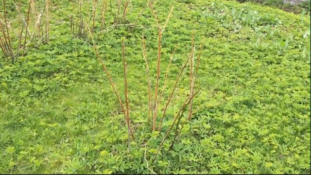 Влог с конца апреля и мая/Пасха/Почтальон/Дача/ДР детей смотреть онлайн