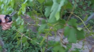 Осыпание соцветий винограда: как избежать