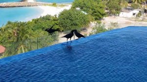 Нищебродские Мальдивы  - Кошмар ? Maafushi Arena Beach Маафуши