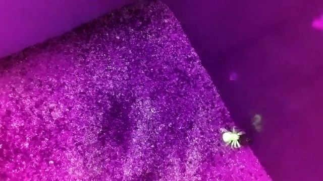 Sicarius terrosus (six eyed sand spider) Glow in the dark hunting video. Must See!! смотреть онлайн