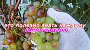 Почему вянут грозди винограда.Полезные советы