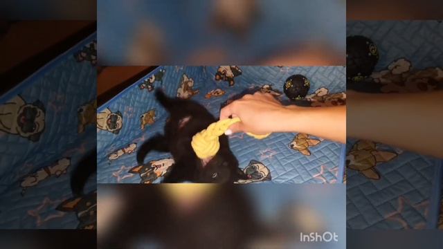 Шипперке - малая бельгийская овчарка. Ручные демонята ? смотреть онлайн