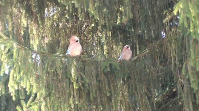 Природа. Сойки. Ореховый праздник. смотреть онлайн