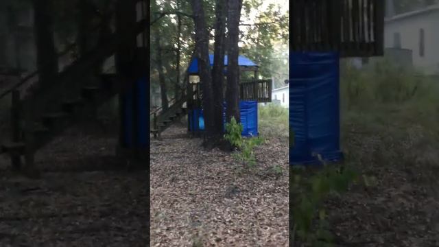 Нигерийская карликовая коза. Мой первый опыт содержания смотреть онлайн