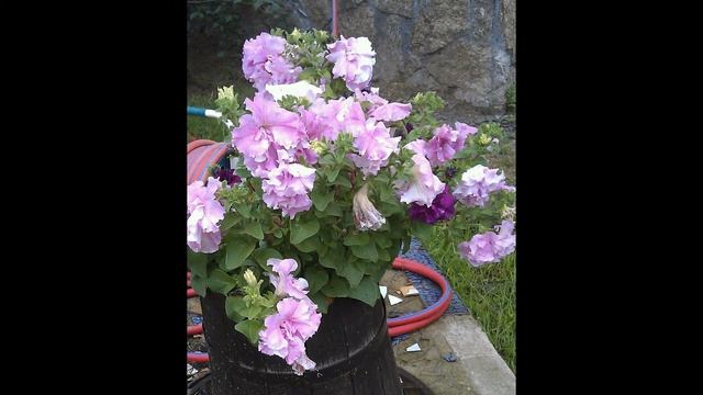 Ампельная герань пеларгония плющевидная смотреть онлайн