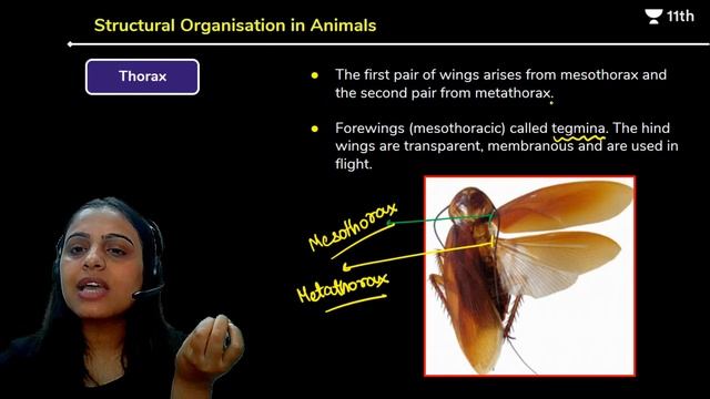 CBSE Class 11: Structural Organisation in Animals L5 | Unacademy Class 11 & 12 | Simran Ma'am смотреть онлайн