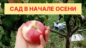 Сад в начале осени