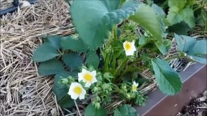 Земляника "Гигантелла" неожиданно зацвела. Способ обработки против земляничного долгоносика