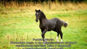 Масти лошадей