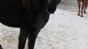 Продажа Кобылы и Жеребенка 105 000 руб.