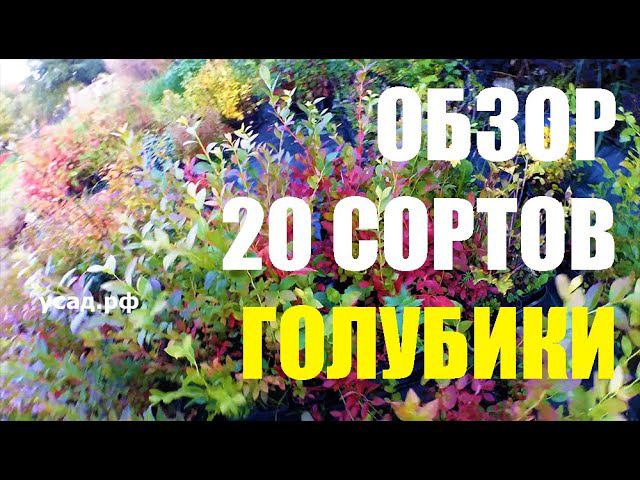 Результат НЕПРАВИЛЬНОЙ ПОСАДКИ 20 СОРТОВ ГОЛУБИКИ, вынужденный эксперимент. Что с ней стало? смотреть онлайн