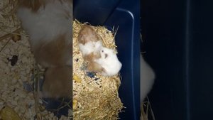 Спаривание сирийских хомяков