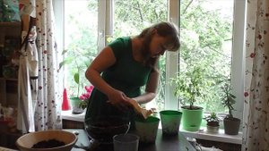 Эхмея. Как пересадить деток в домашних условиях.