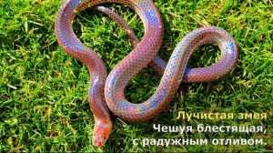 Самые красивые змеи в мире